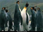 penguins.jpg - 0 Bytes